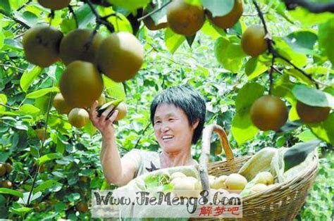 喜迎农民丰收节，到昆明市呈贡区万溪冲摘宝珠梨吃全梨宴