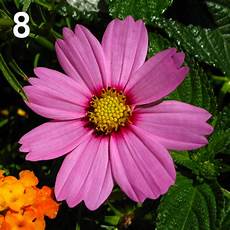 fiore con a fiori di fibonacci fiore con a fiori di fibonacci