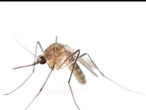 Debunking Common Myths About Mosquitoes | Palmetto Exterminators
