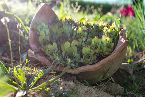 Don't Throw Away Broken Pots, Bring Them Back to Life! – Ugaoo