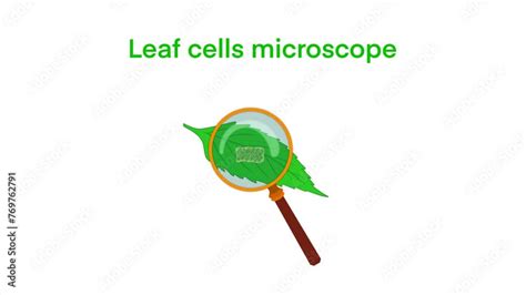 Light Microscope Micrograph 的图像结果