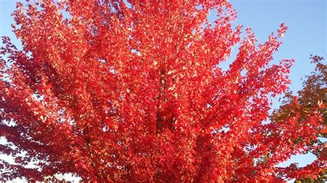 Image result for Cayley-Hamilton Theorem Applications