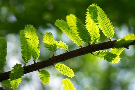 Giant Sequoia Tree Leaves