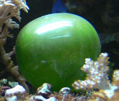 This is the Valonia Ventricosa, the world's largest single-celled ...