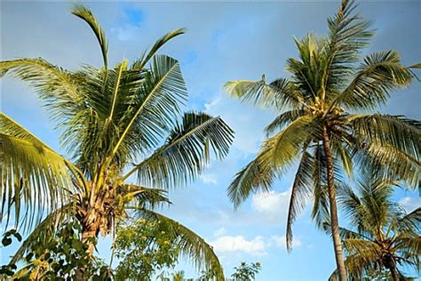 椰子树图片_椰子树图片大全_椰子树图片素材_全景视觉