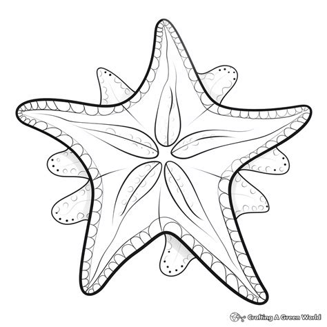 Starfish Coloring Pages - Free & Printable!