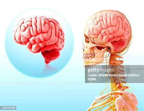 Cord Computer Simulation 的图像结果
