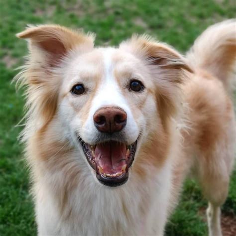 Golden Collie: Golden Retriever & Border Collie | The Dogman