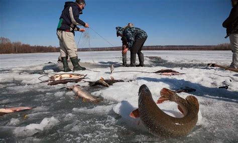 冬天冰层下的鱼要聚集在冰孔周围 - 业百科