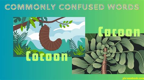 Cacoon or Cocoon: What to use? - Phrases Bank