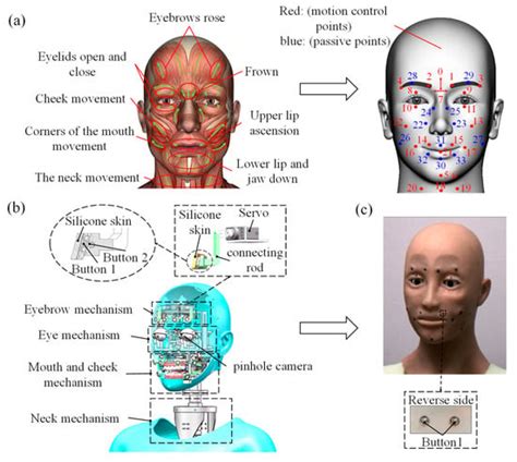 Facial Expression Realization of Humanoid Robot Head and Strain-Based ...