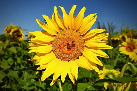 Sunflower Photos - Download Free High-Quality Pictures | Freepik