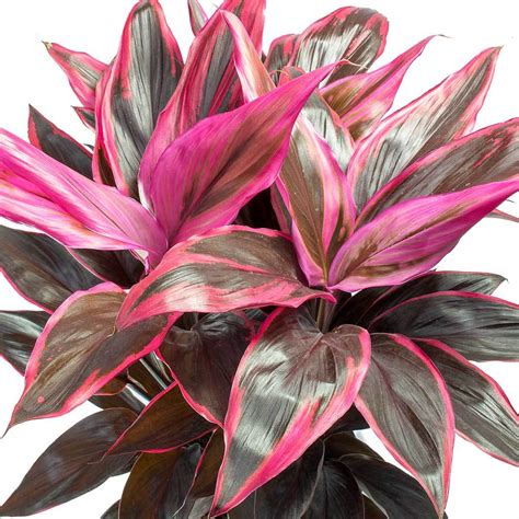 Cordyline fruticosa Mambo - Hawaiian Ti Plant | Ti plant, House plants ...