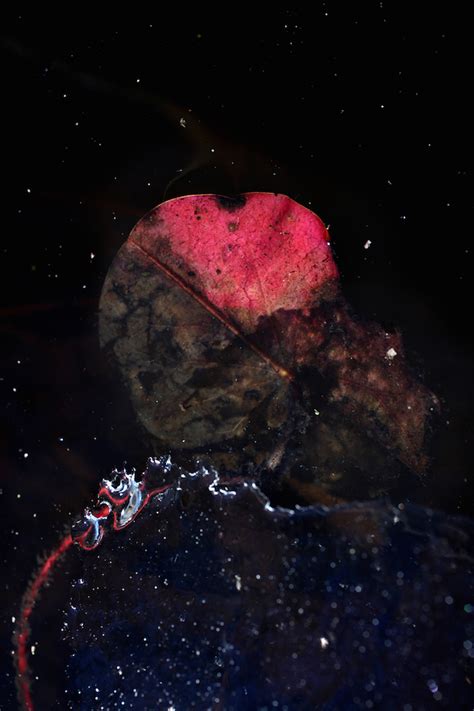 Nature Paper Abstract 的图像结果