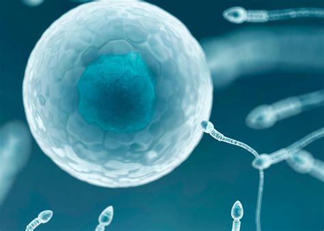 Embryo Freezing (Cryopreservation) - Mouwasat