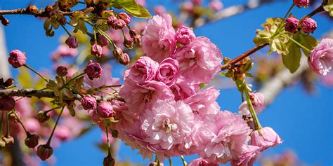 Image result for Flowering Cherry Tree