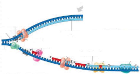 DNA Replication Structure 的图像结果