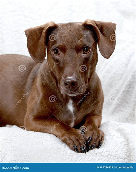 Pitbull Dachshund Mix stock photo. Image of posing, brown - 184736338