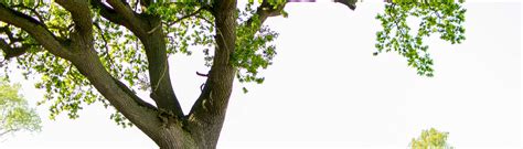 Identify Elm Tree 的图像结果