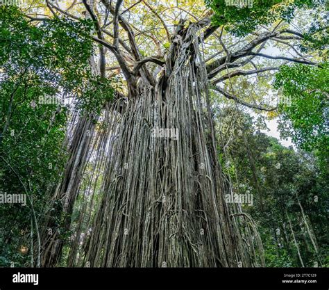 Massive root system of a giant Green Strangler fig (Ficus virens) tree ...