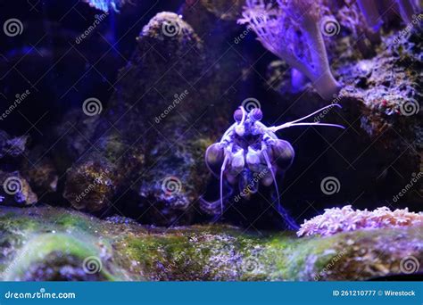Mantis Shrimp in an Aquarium Stock Image - Image of life, reef: 261210777