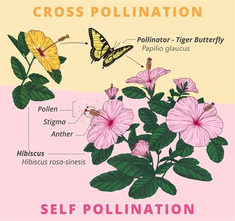 Why Does Insect Pollinated Flowers Have Sticky Pollen | Best Flower Site