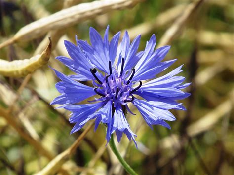 Cornflower Blue