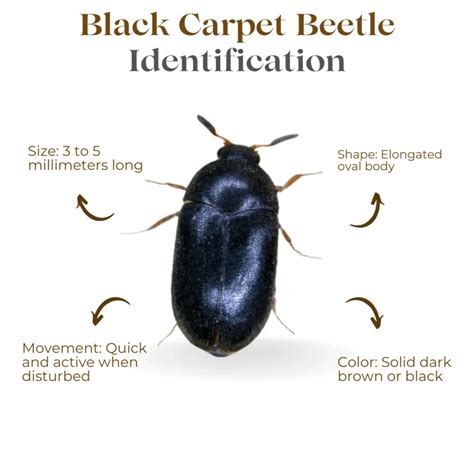 9 Common Carpet Bugs: Identification With Pictures