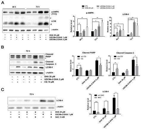 Anticancer Activity and Molecular Mechanisms of an Ursodeoxycholic Acid Methyl Ester ...