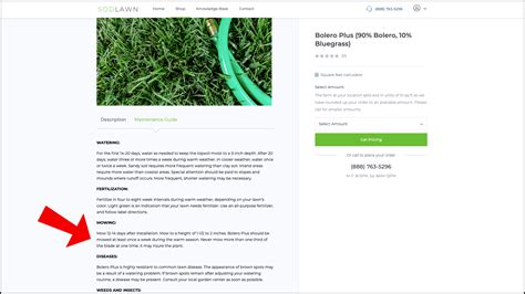 Watering New Sod: 4 Weeks Schedule - Sodlawn