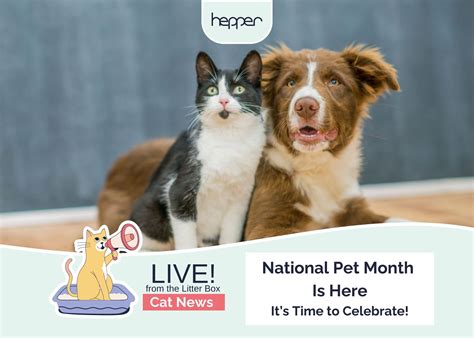 Live From the Litter Box: National Pet Month Is Here & It's Time to ...