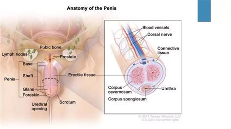 HYPOSPADIAS & EPISPADIAS.pptx