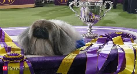 Top dog: Wasabi the Pekingese wins Westminster dog show - The Economic ...