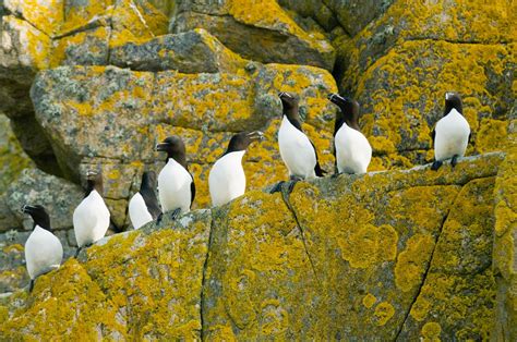 The incredible Irish island with puffins, seals & boat trips 2 hours from Dublin - but you can ... - where to see puffins in ireland