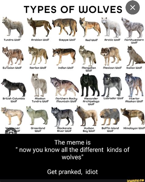 Different Types of Wolves 的图像结果