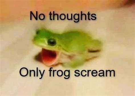 Image result for Frog Jumping Backwards Meme