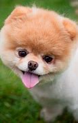 Image result for Boo Cutest Dog Ever