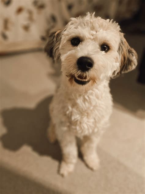 Royal canin dog food for havanese online