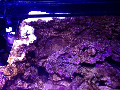 Dinos Cyanos oder doch was ganz anderes? - Plagegeister - Meerwasserforum