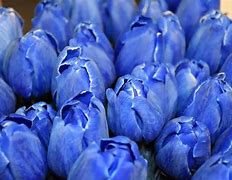 Image result for Tulips and Bunnies