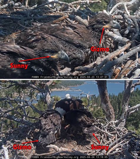 ‘Fledge Watch’ begins for Big Bear’s famous bald eaglets | LAist