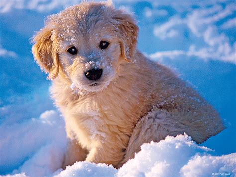 🔥 [50+] Dogs Playing in Snow Wallpapers | WallpaperSafari