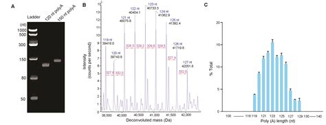 RNA Polya 的图像结果