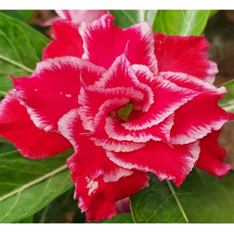 Buy Adenium Plants Online – Largest Varieties In India – Plant Orbit