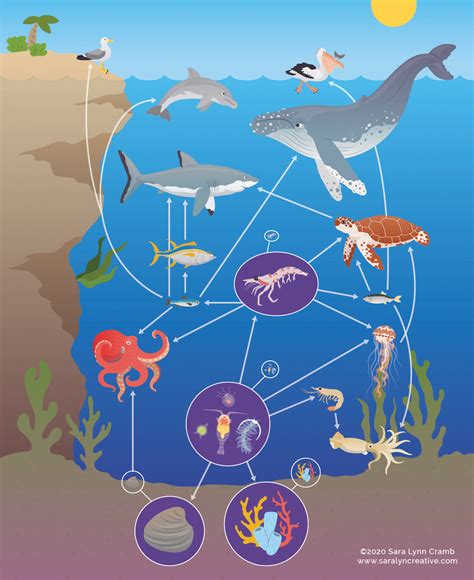 Marine Ecosystem Animals