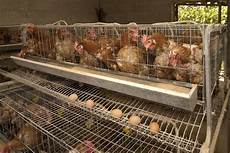 in gabbia sense of egg labels eat run us news in gabbia sense of egg labels eat run us news