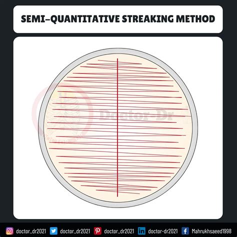 Streak Plate Method: A Complete Guide for Microbiologists