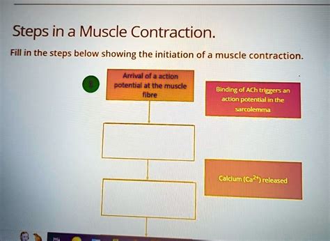 Steps of Muscle Contraction 的图像结果
