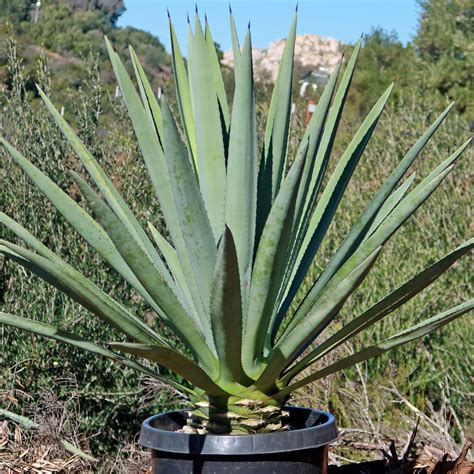 Shop Blue agave 'Tequila Plant' Agave Tequilana - Care and Info ...