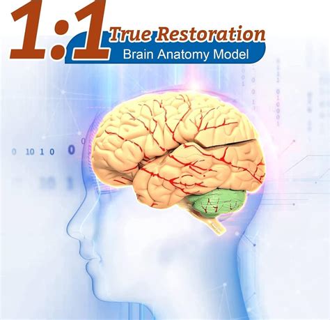BLOHDI Human Brain Model 8-Part Neuroscience Brain Model India | Ubuy